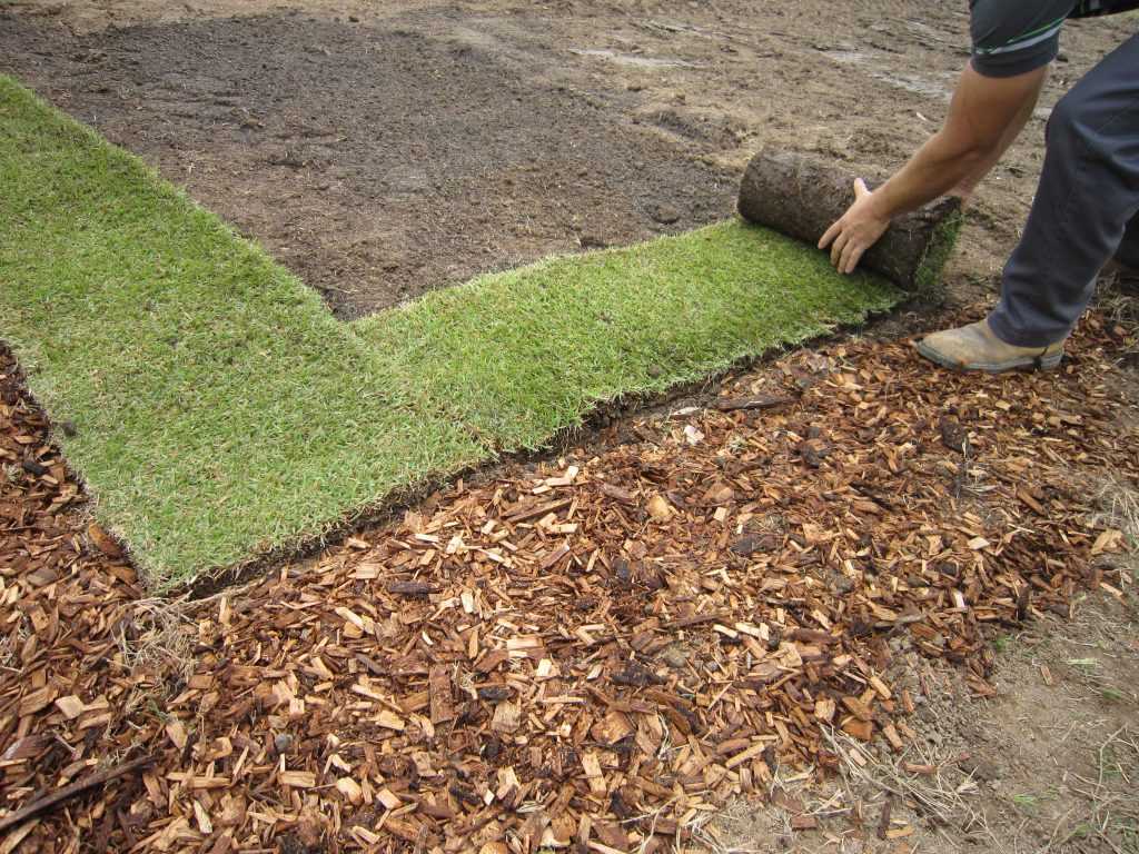 Когда и как правильно сажать газон на даче? «зелёный ковёр»: как весной самостоятельно высадить газон