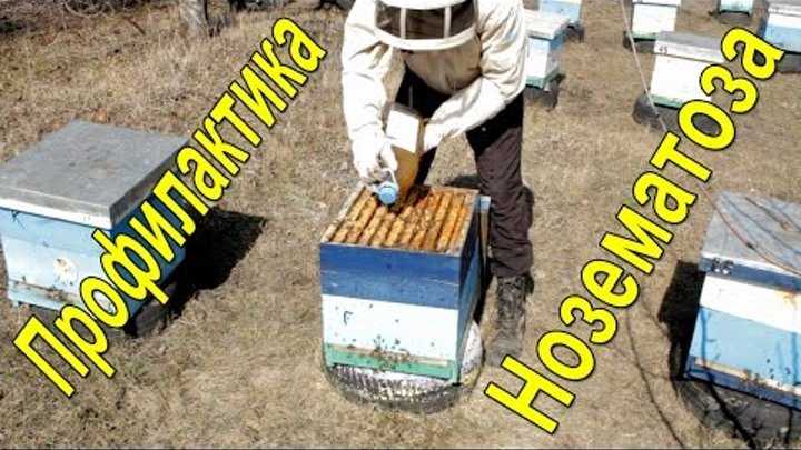 Весенний уход за пчелами
