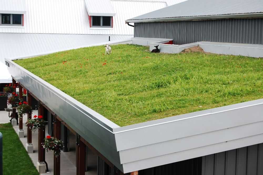 Зеленая крыша: технология устройства, особенности конструкции и советы по оформлению (110 фото)