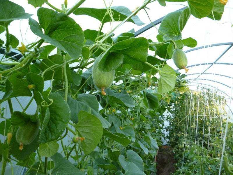 Выращивание дыни из семян на огороде: посадка и уход