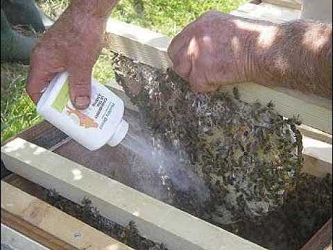 Как ухаживать за пчёлами