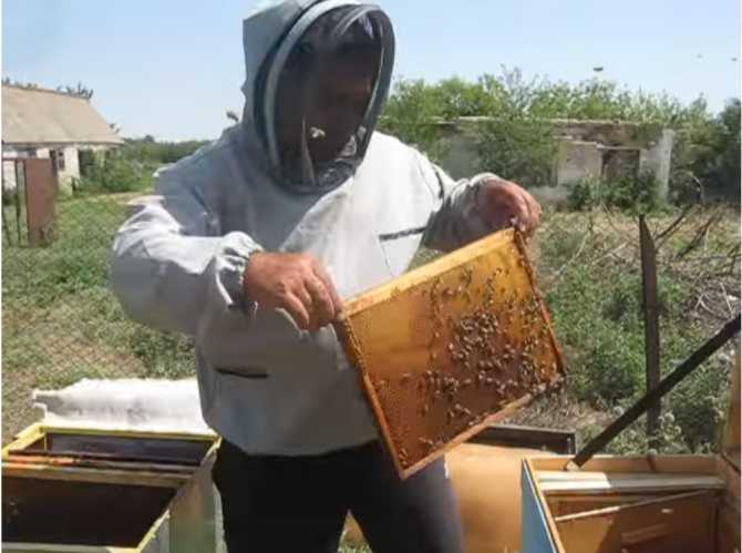 Уход за пчелами весной: первый осмотр и облет после зимовки, увеличение пасеки и развитие пчел