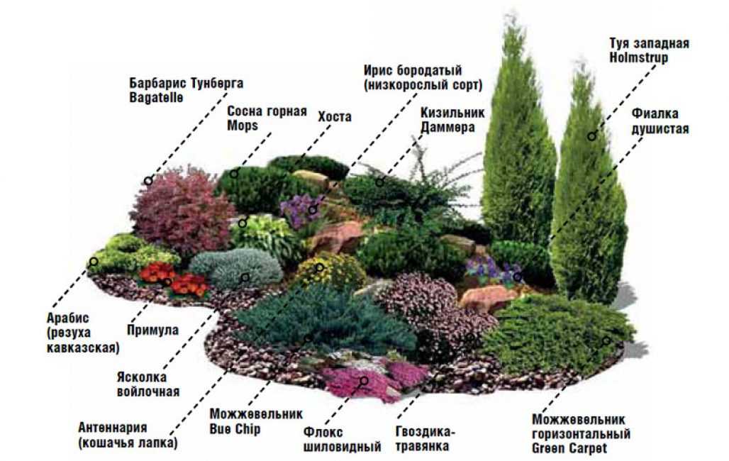Растения для альпийской горки: названия многолетних цветов, цветущих все лето, устройство камней
 - 39 фото