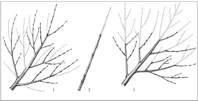 Когда обрезают плодовые деревья: сроки обрезки весной и осенью