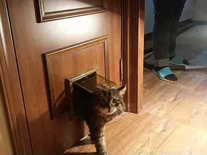 Для самостоятельных кошек: мастерим дверцу для питомца