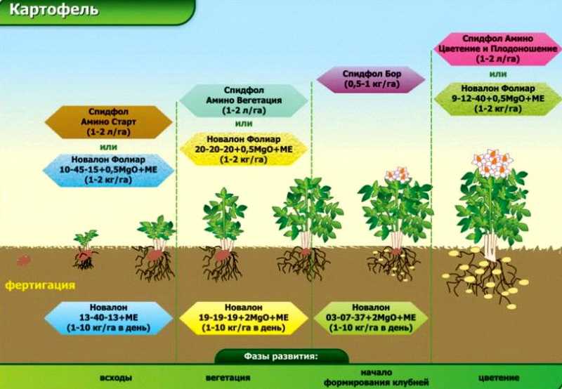 Минеральные удобрения: состав, виды, как правильно вносить