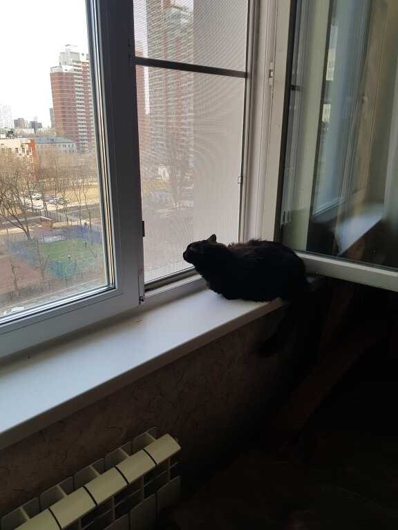Сетка на окно для кошек – какая бывает, как ее поставить