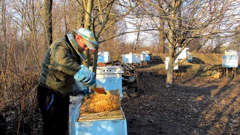 Как ухаживать за пчелами: содержание и ветеринарно санитарные правила