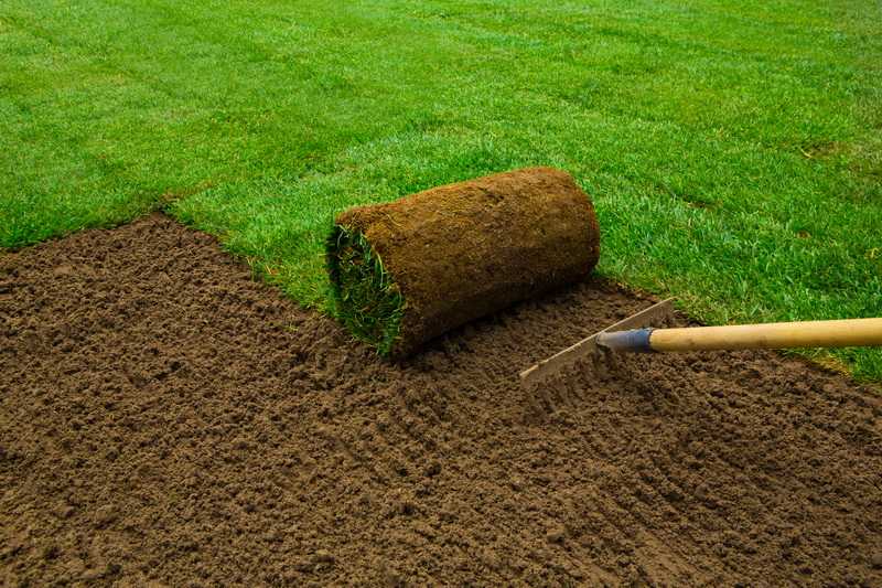 Спортивная газонная трава: состав травосмеси, устройство и посадка газона для спорта, как ухаживать, отзывы
