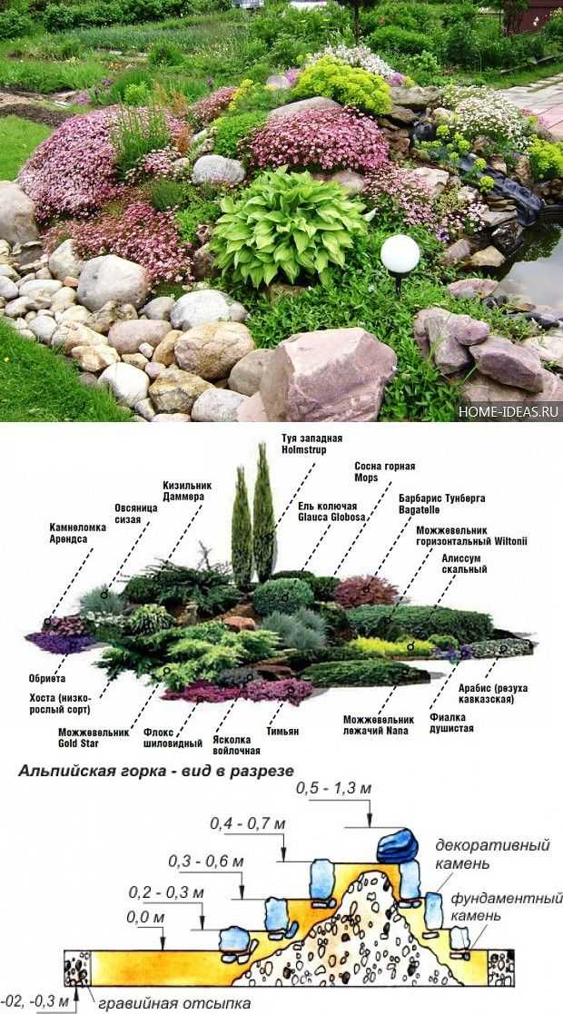 Выбираем растения для альпийской горки: фото и названия, советы по выбору растений