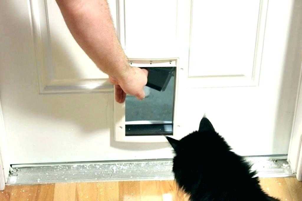 Как сделать дверцу для кошки своими руками: особенности применения аксессуара