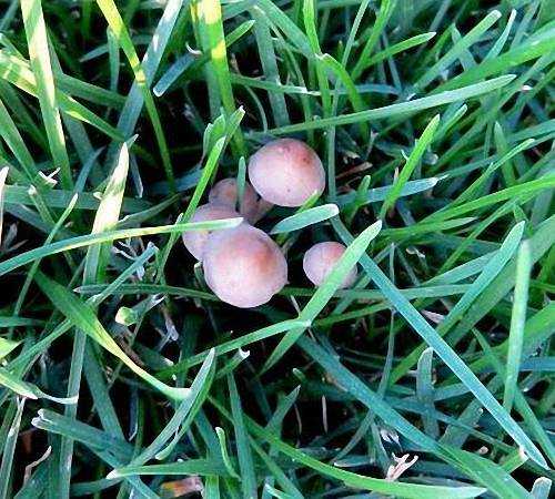 Поганки на газоне: как убрать назойливые и ядовитые грибы в 2 шага