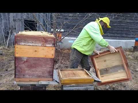 Уход за пчелами для начинающих