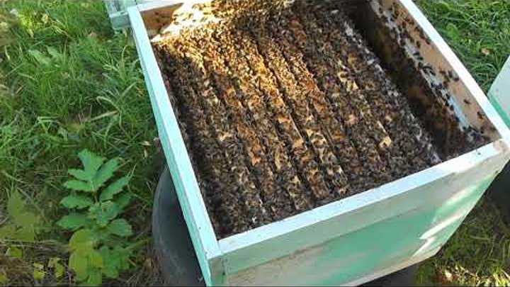 Уход за пчелами весной: с чего начать начинающему пчеловоду, когда выносить пчел из зимовника, весеннее развитие пчел