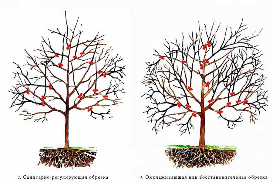 3 вида летней обрезки плодовых деревьев
