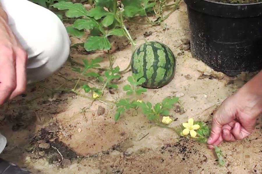 Выращивание дыни: сорта, посадка и выращивание в открытом грунте (видео + 125 фото)