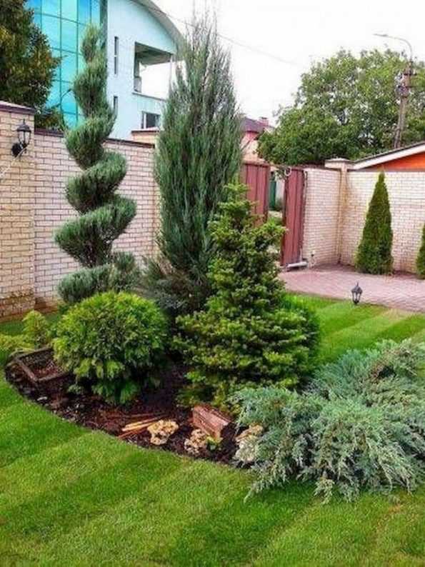 Декоративные деревья и кусты для дизайна сада