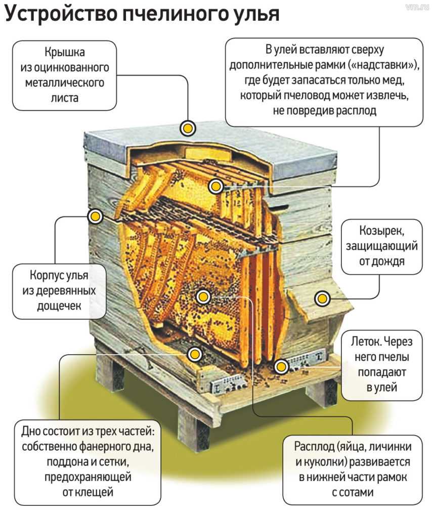 Улей прокоповича чертежи