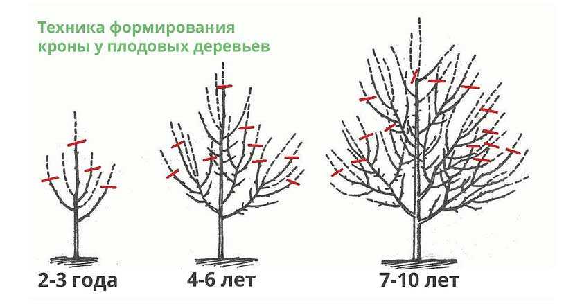 Обрезка фруктовых деревьев весной и летом: сроки и правила