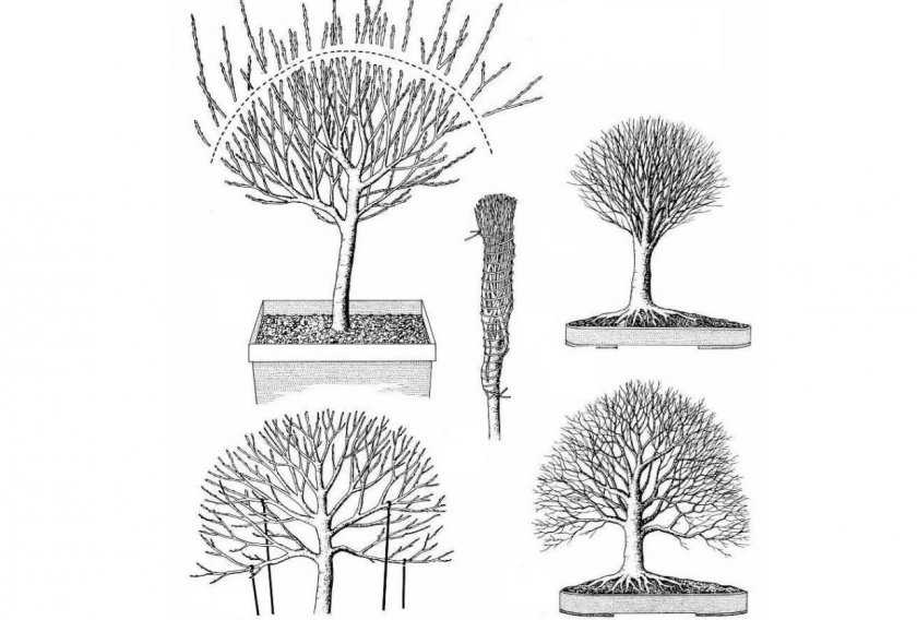 Обрезка плодовых деревьев – правила обрезки и необходимые инструменты