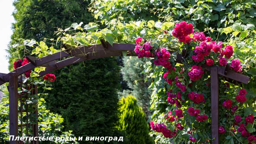 Лучшие декоративные лианы для дизайна сада: однолетние, многолетние, красивоцветущие и экзотические
