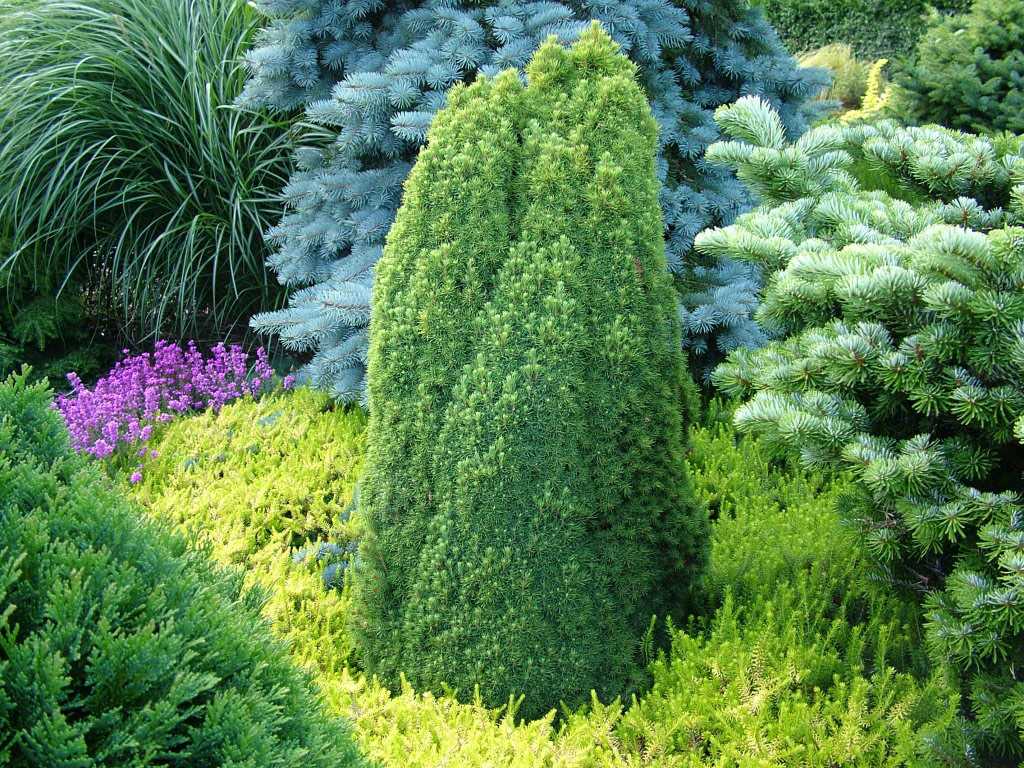 Хвойные растения для озеленения сада: виды и сорта, какие лучше посадить