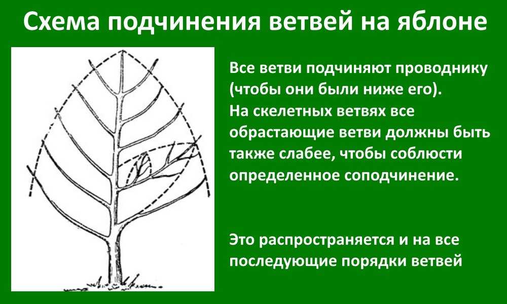 Общие принципы обрезки плодовых деревьев схема