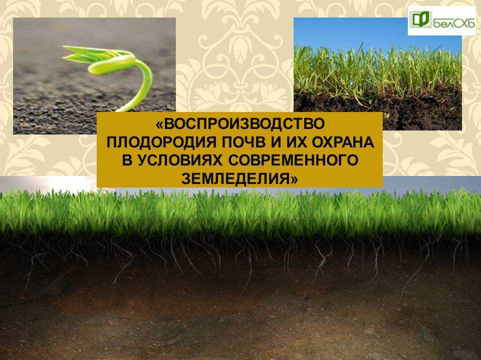 Повышение плодородия земель. Воспроизводство плодородия почвы. Повышение плодородия почвы. Что повышает плодородие почвы. Способы воспроизводства плодородия почвы.