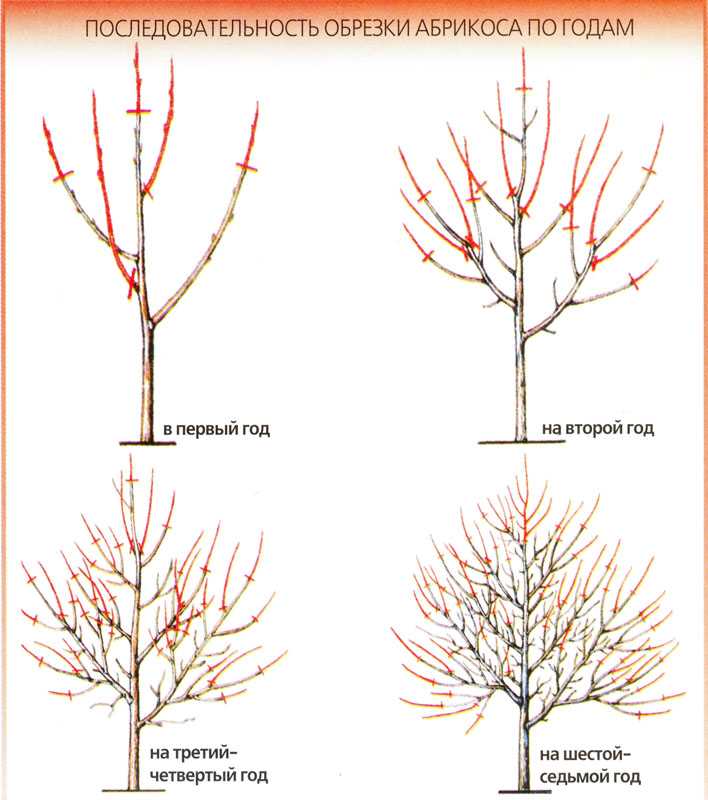 Cанитарная обрезка деревьев: нормы и правила, когда проводить