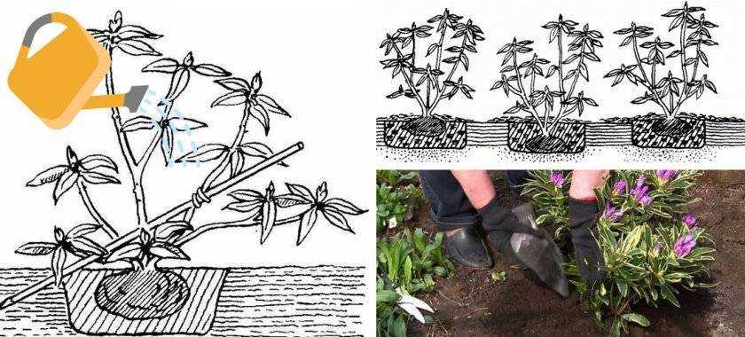 Писание листопадного сорта рододендронов: как правильно сажать и ухаживать