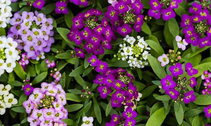 Цветы в кашпо для улицы: 15 декоративных растений для уличных вазонов