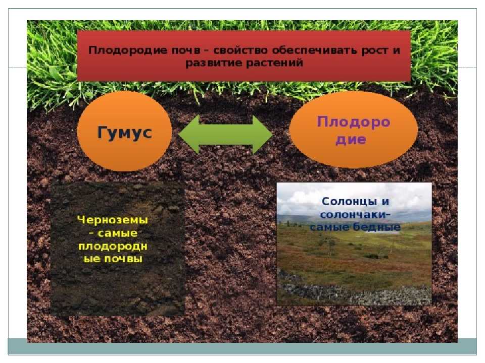 Плодородие зависит от содержания. Почва гумус плодородие. Гумус почвы почвы. Растения в почве. Характеристика плодородной почвы.