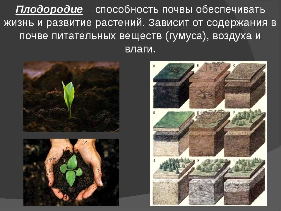 Почвенный раствор поднимается вверх благодаря. Плодородие почвы. Улучшение плодородия почвы. Растения в почве. Растения на плодородной почве.