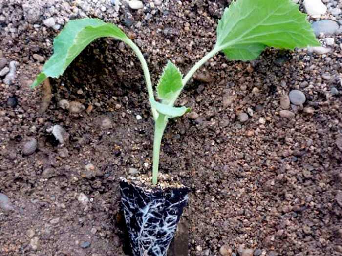 Как посадить и вырастить сладкую дыню в открытом грунте