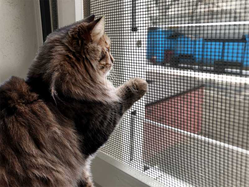 Защитная москитная сетка на окна для безопасности кошек - wlcat.ru