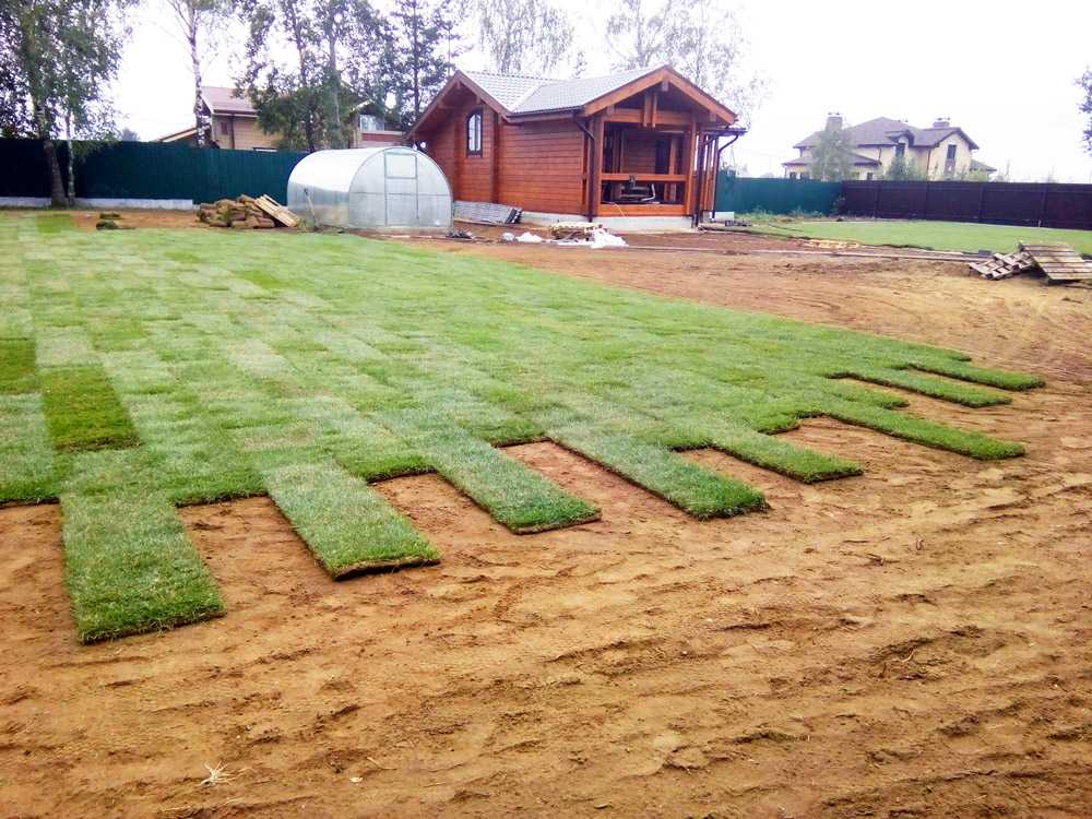 Идеальный газон своими руками: как и когда лучше всего сеять газонную траву?