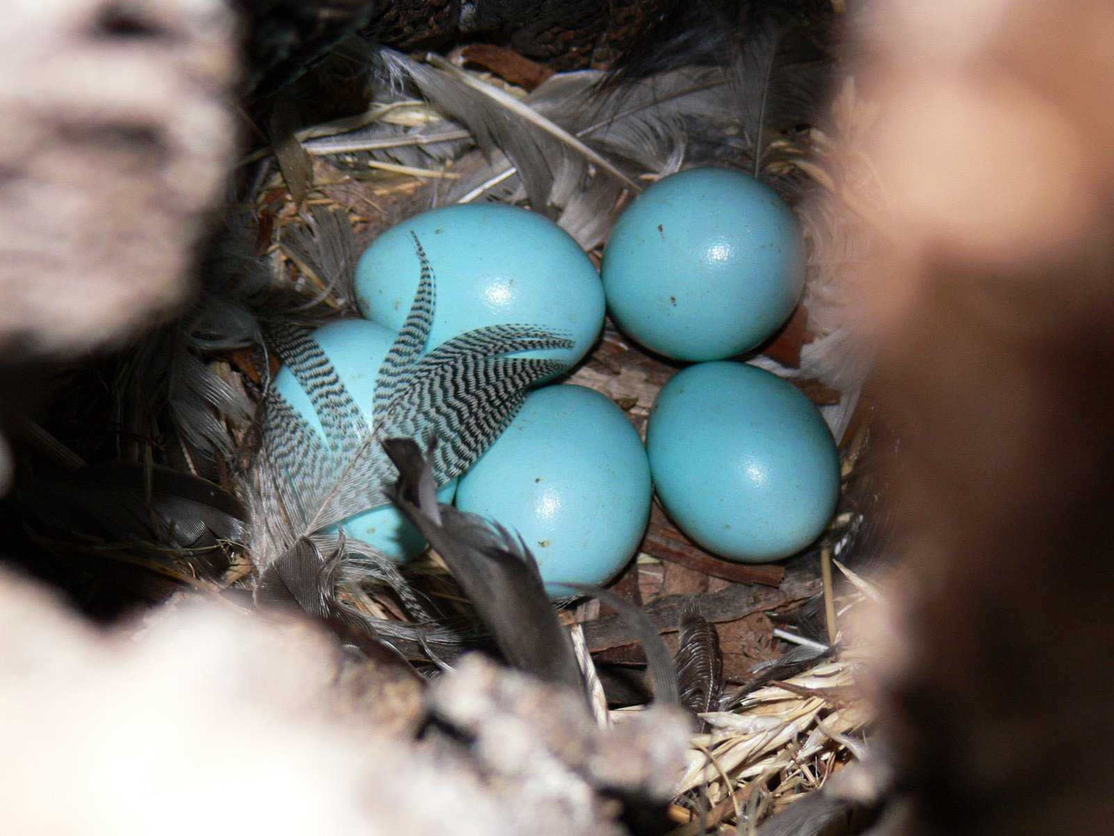 Яйца скворца в гнезде