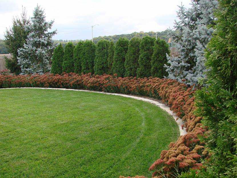 Живая изгородь: 10 лучших идей из чего сделать живую изгородь на даче