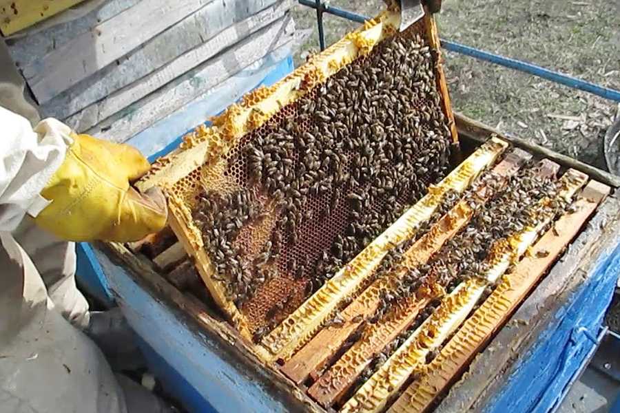 Как ухаживать за пчелами зимой и весной - omvesti.com