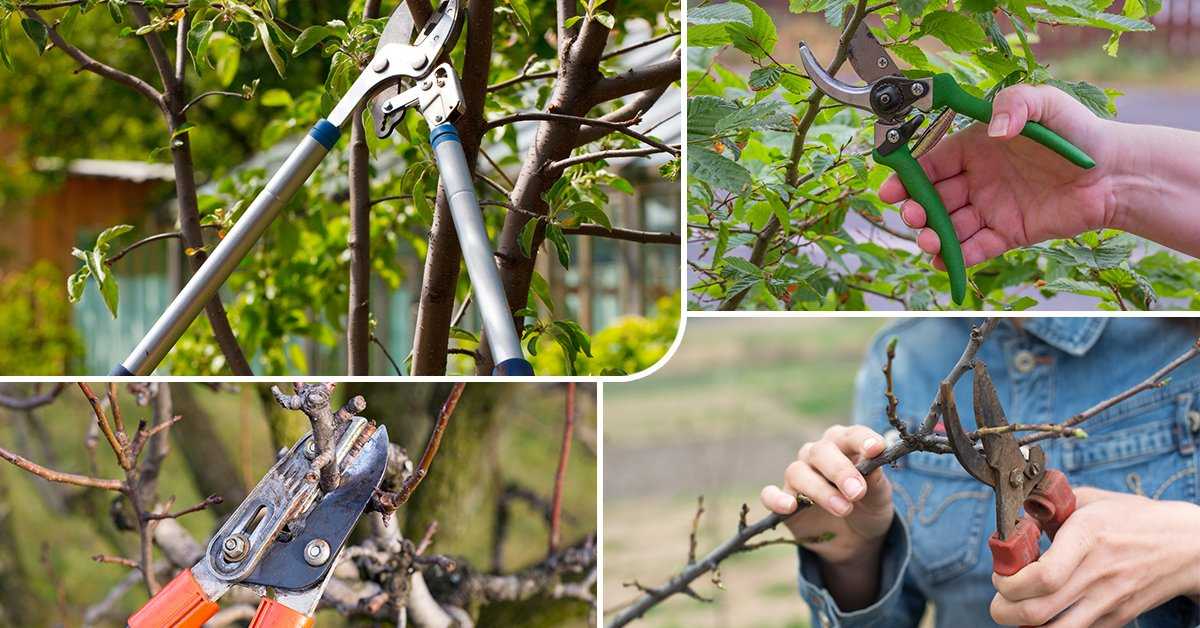 Обрезка плодовых деревьев — как и когда это делать, схемы с фото для начинающих, весной, осенью, инструкция обрезки своими руками