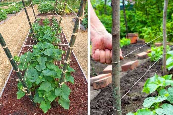 Шпалера для огурцов: простой и удобный способ получения отличного урожая – советы по ремонту