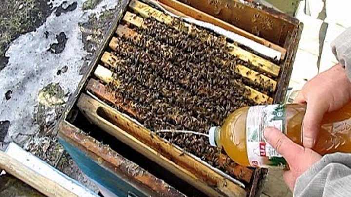 Лечение пчел и профилактическая обработка весной после зимовки