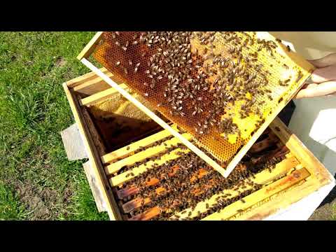 Уход за пчелами - основы пчеловодства для начинающих. 110 фото и видео инструкция