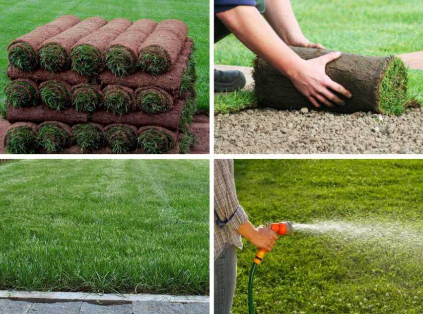 Как сделать газон на даче своими руками: пошаговая инструкция, фото, видео