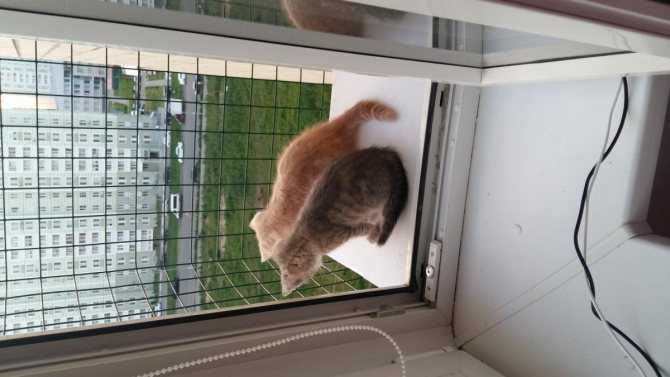 Решетки на окна от кошек или сетка антикошка?