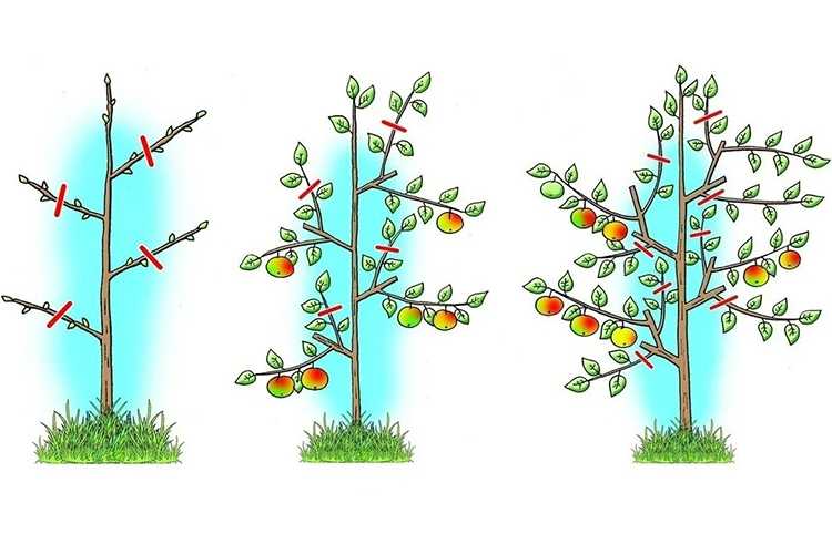 Обрезка плодовых деревьев: правила, особенности, сроки, виды, схемы