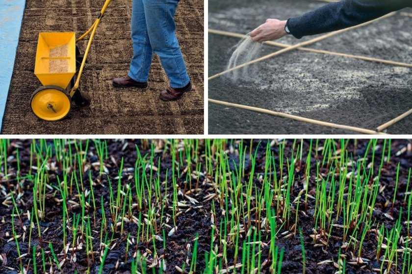 Как сделать газон своими руками: пошаговая инструкция + советы