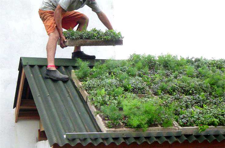 Зеленая крыша - технология строительства и варианты обустройства