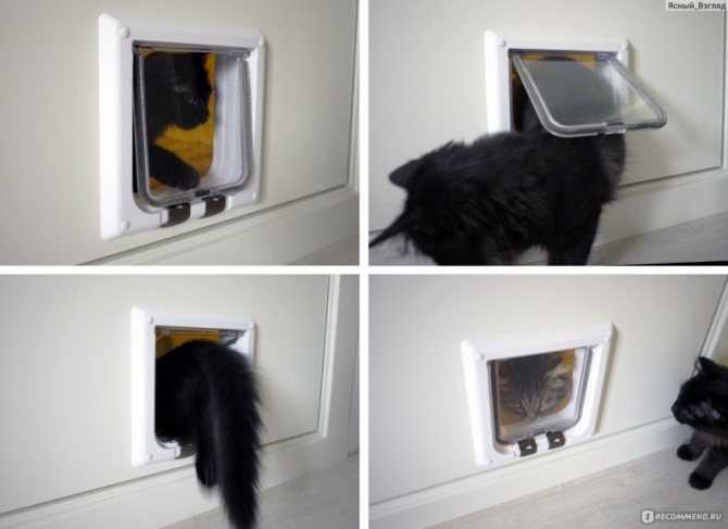 Как сделать дверцу для кошки своими руками, лаз для кошек в дверях
