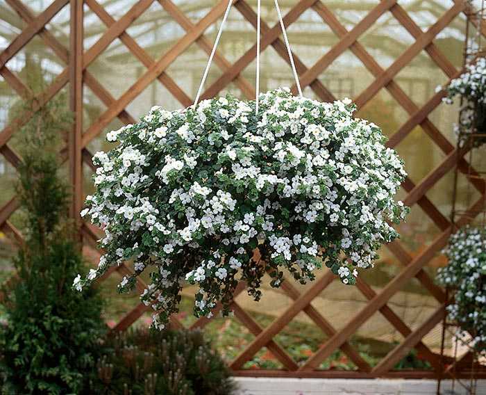 Ампельные растения для кашпо — пышная красота на балконе и в саду